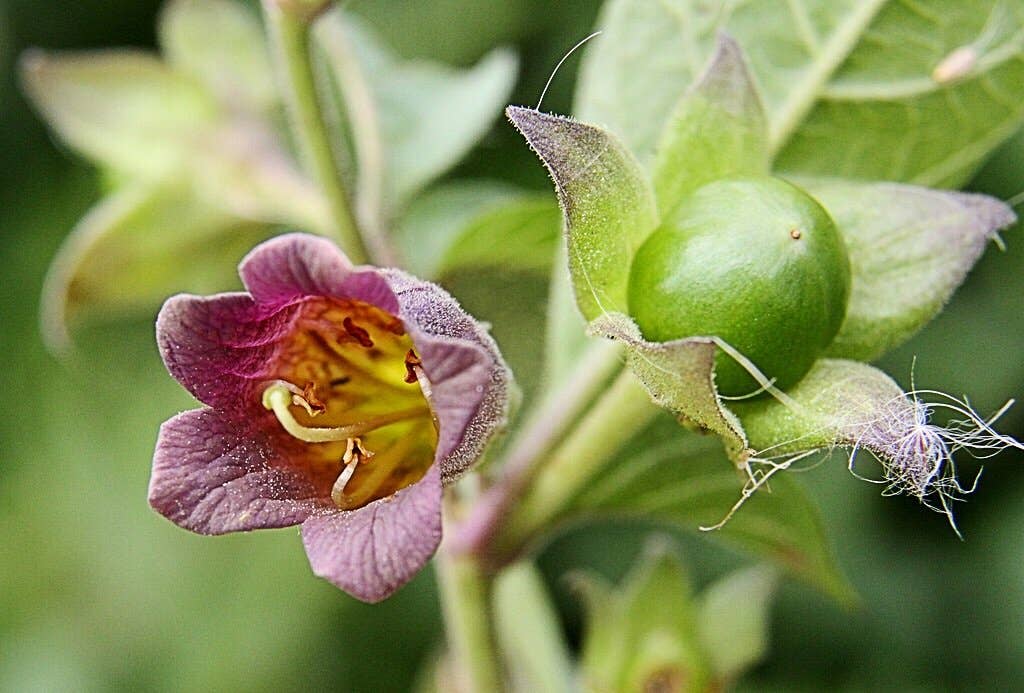 Belladonna or Deadly Nightshade Dangers and Atropine Facts - Owlcation
