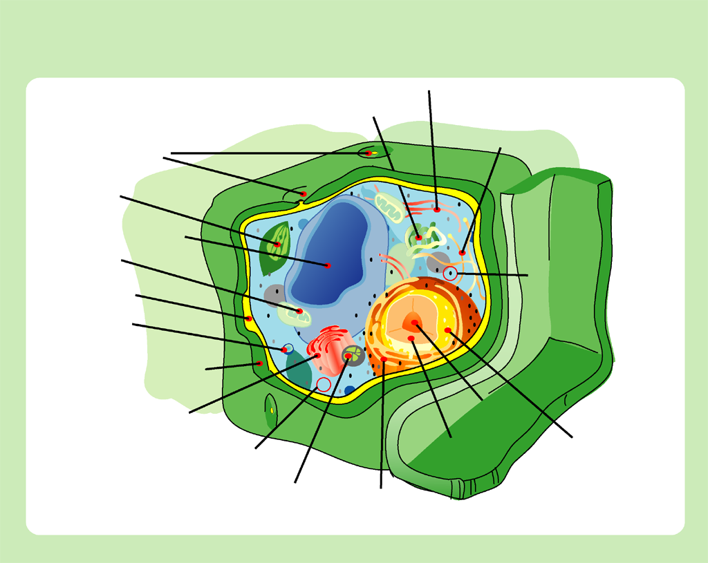 Structure of a Plant Cell: A Visual Guide - Owlcation