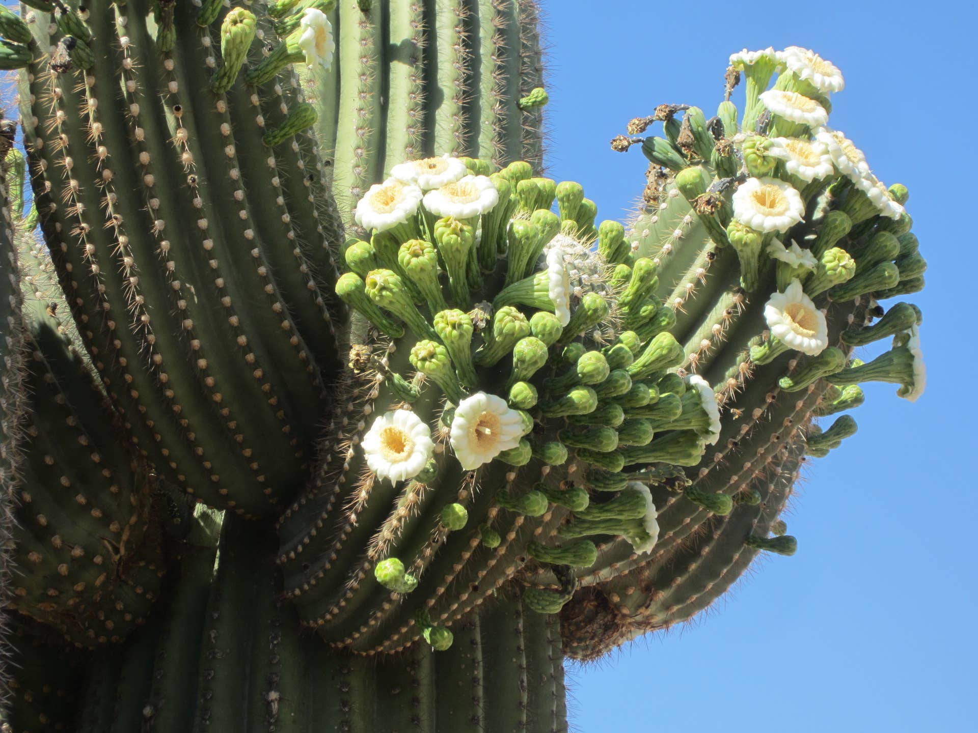 Peruvian Apple Cactus and Its Night Blooming Flowers - Owlcation