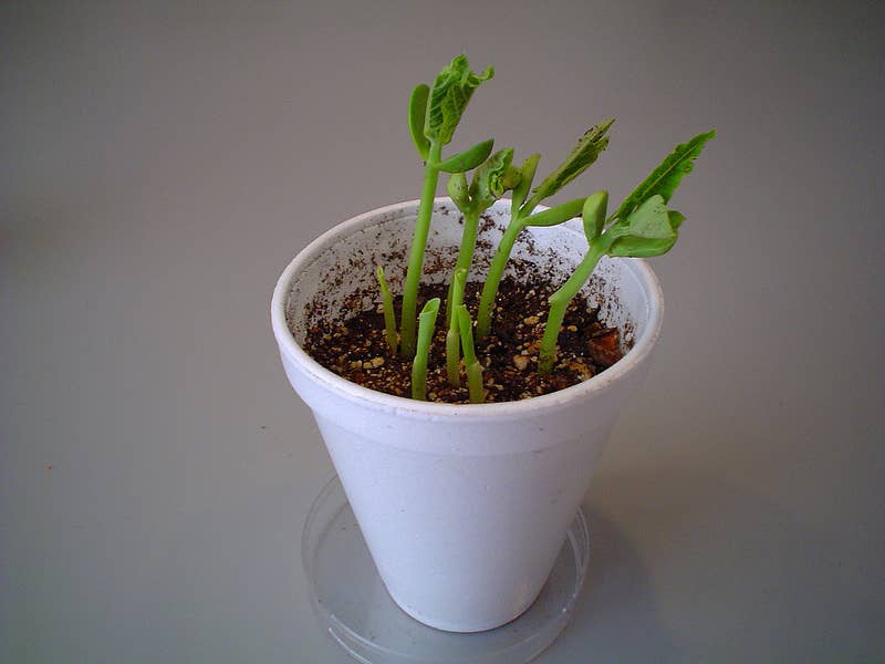 How Do Seeds Germinate? Monocots vs. Dicots - Owlcation