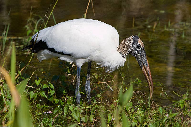 Birds of the Florida Everglades - Owlcation