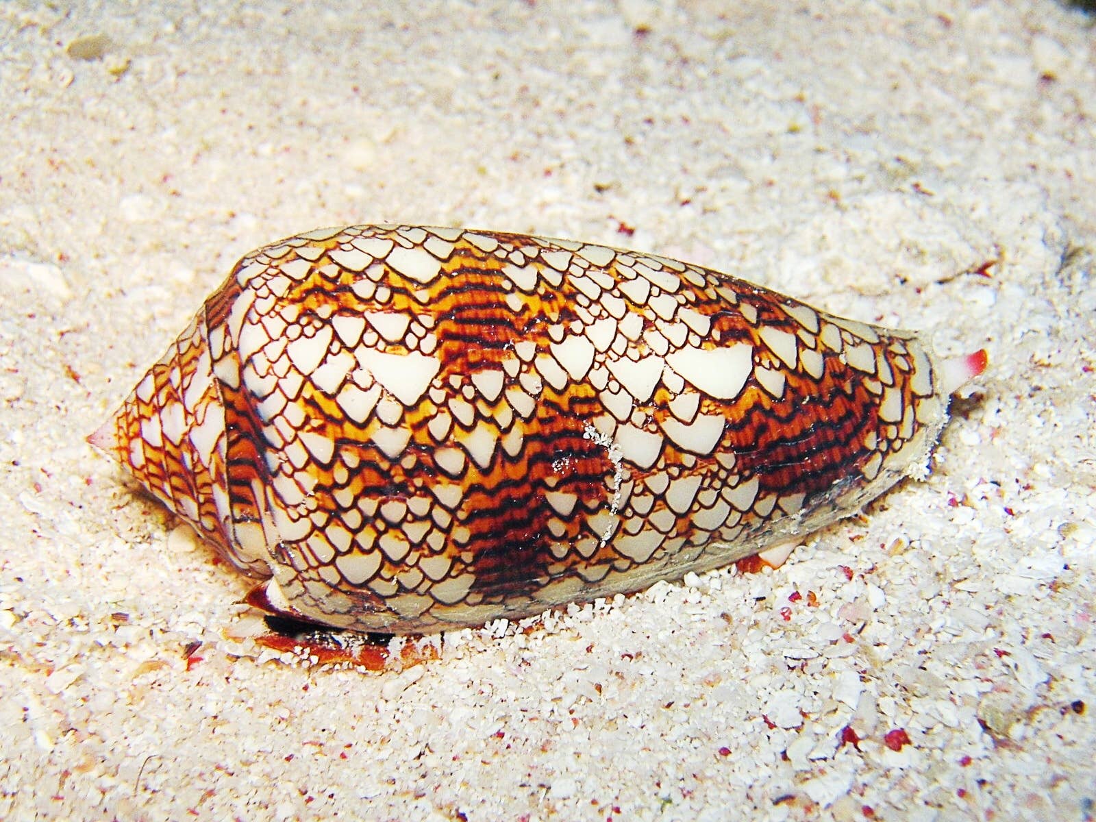 cigarette snail location Cone Snail Venom Facts and Potential Medical Benefits