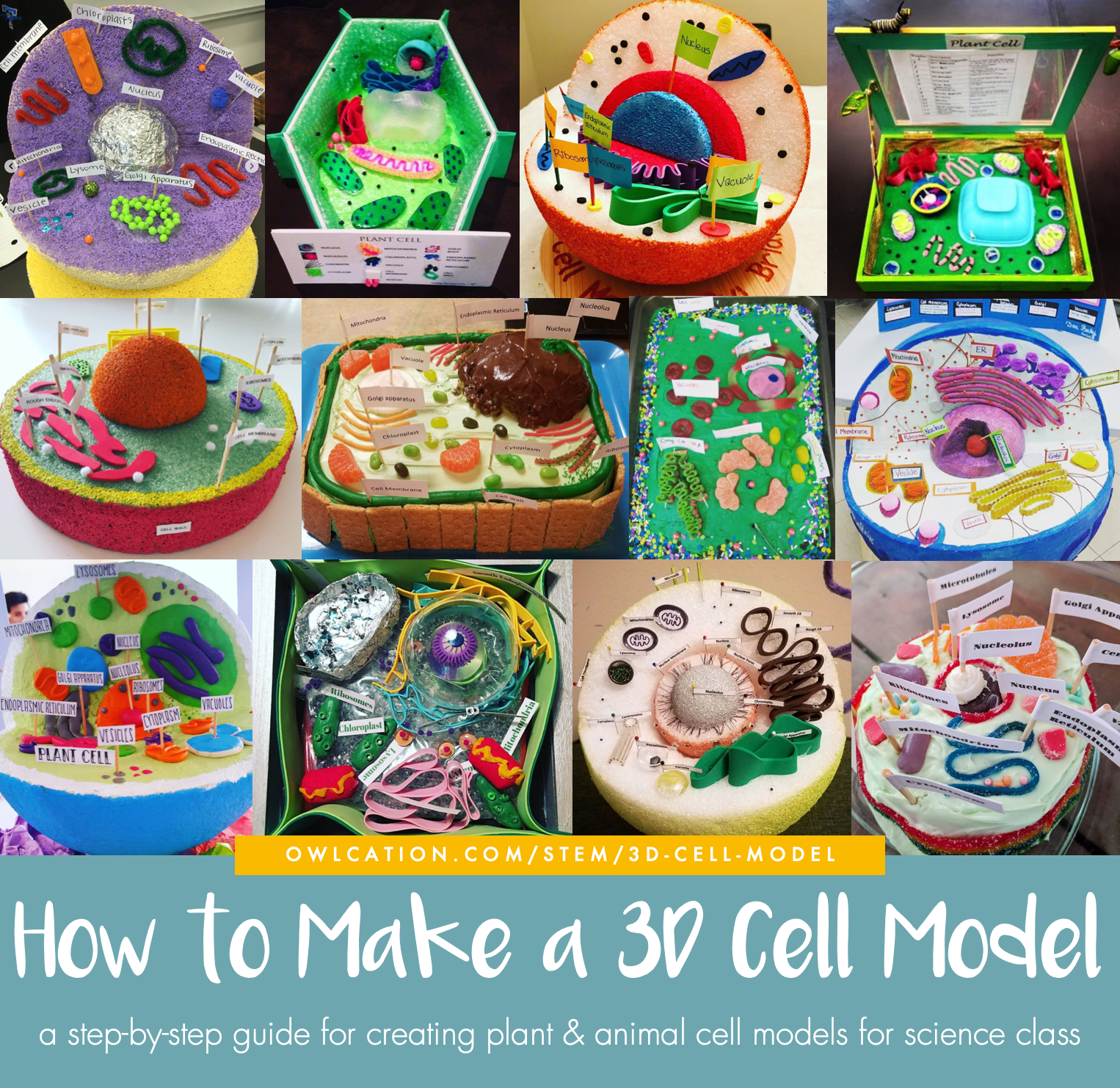 How To Make Plant Cell 3d Model Animal Cell Model