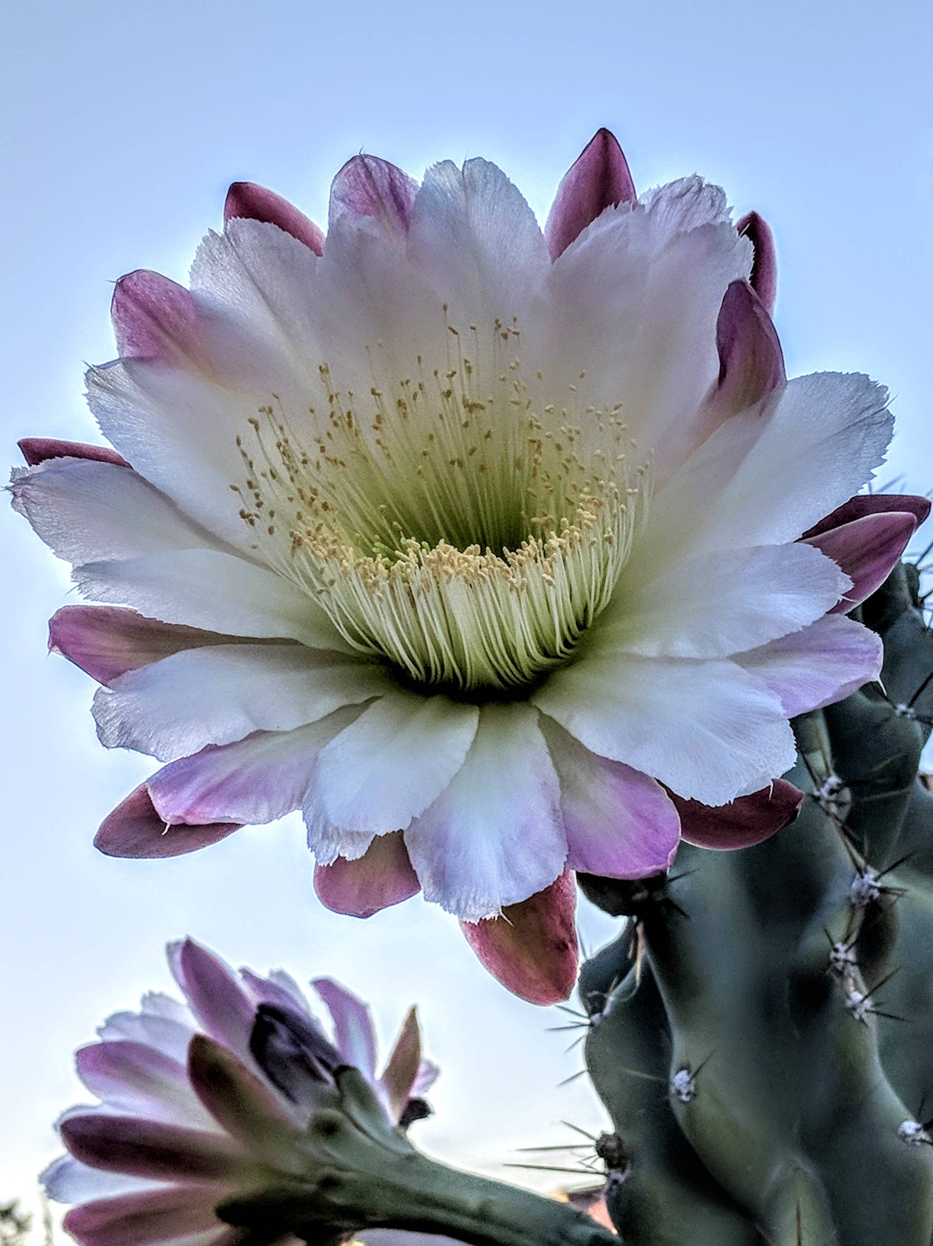 Beautiful Monstrose Apple Cactus in Bloom - Owlcation