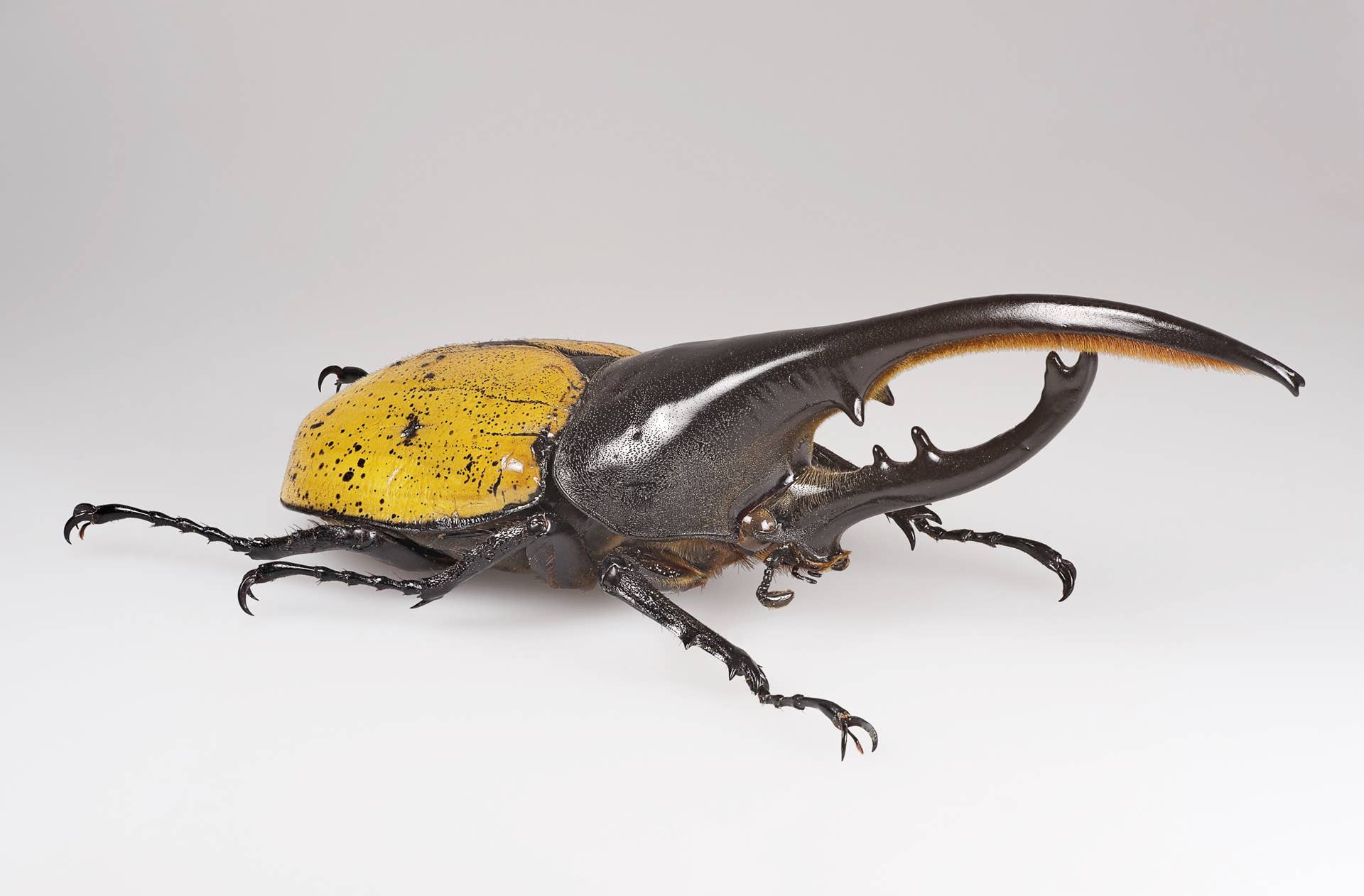 40 Interesting Facts About Hercules Beetles (Genus Dynastes) - Owlcation