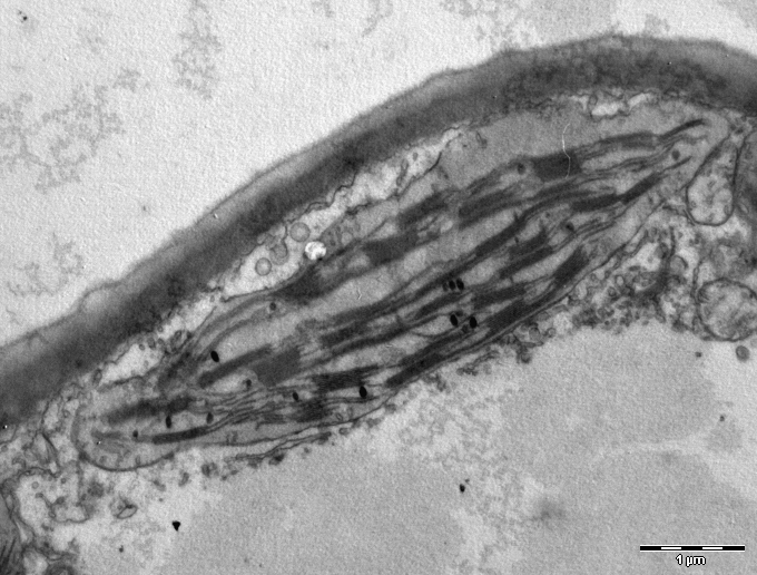 Structure of a Plant Cell: A Visual Guide - Owlcation