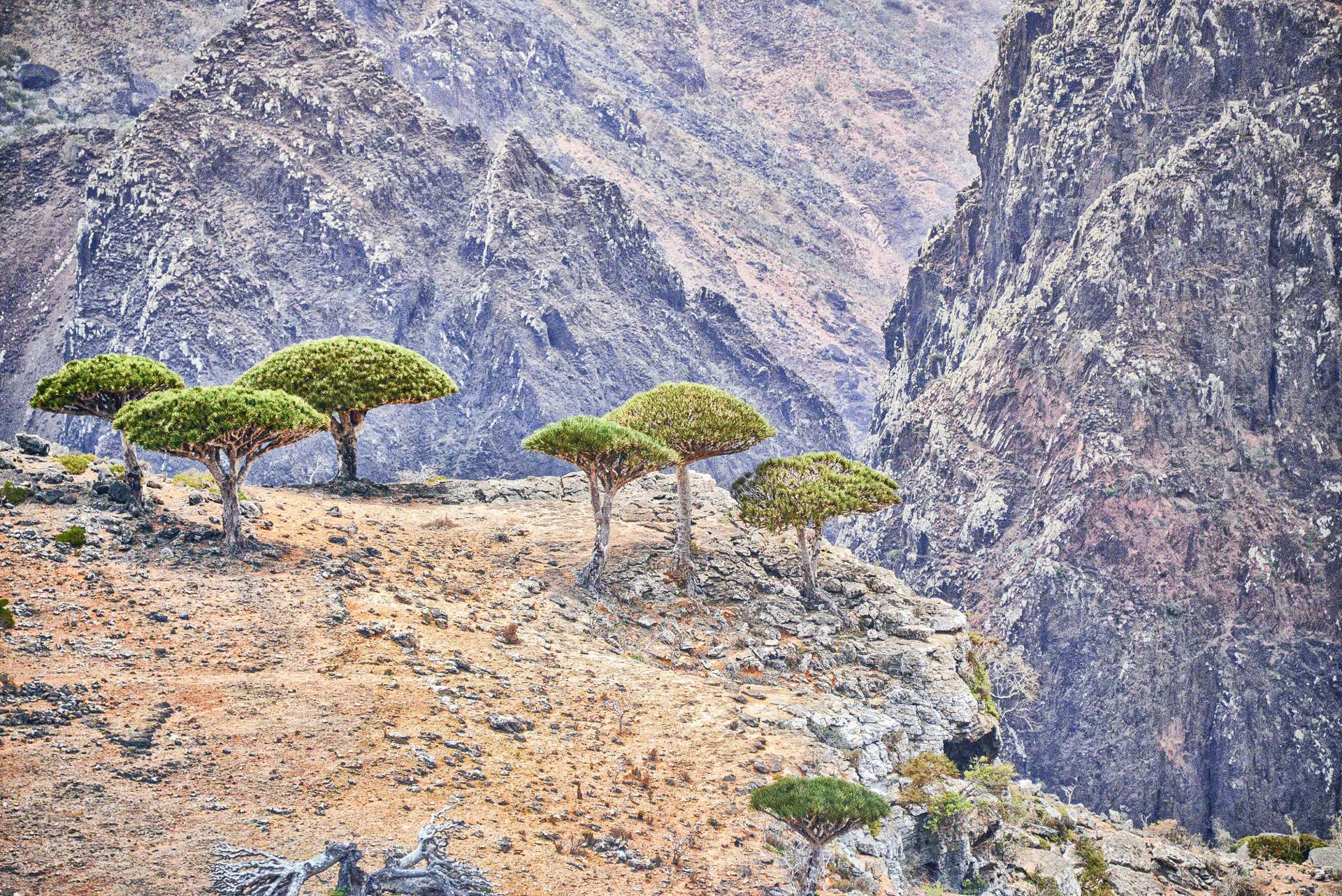 The Strange and Intriguing Dragon Blood Tree of Socotra Island - Owlcation