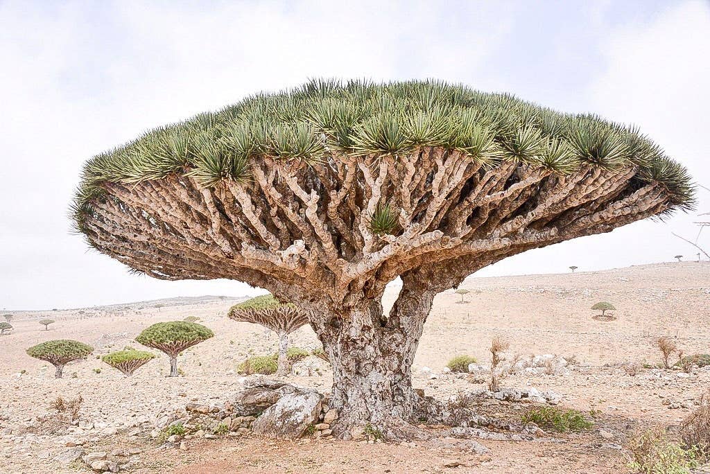 The Strange and Intriguing Dragon Blood Tree of Socotra Island - Owlcation