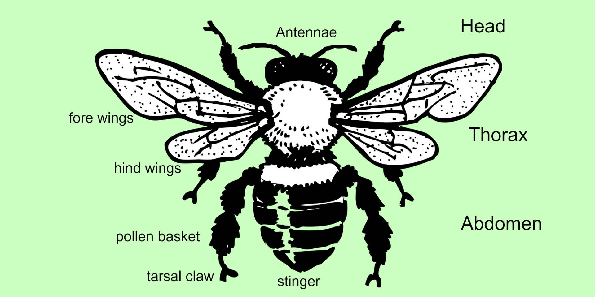 Honey Bee Diagram With Parts