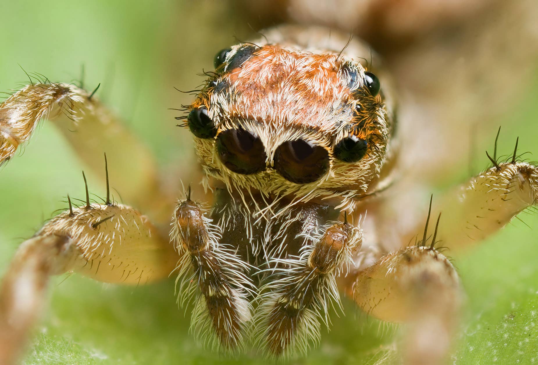 How Many Eyes Does A Spider Have What Do Spider Eyes Look Like how-many-eyes-does-a-spider-have-what-do-spider-eyes-look-like