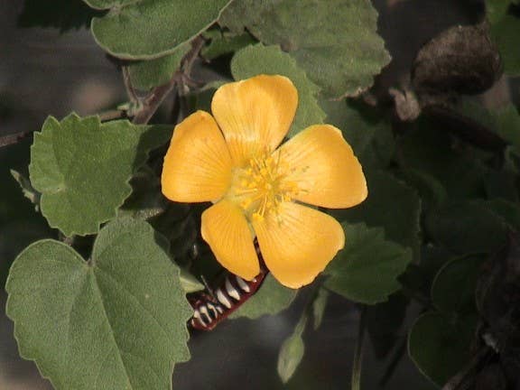 Top 10 Rare Plants in India With Photos - Owlcation