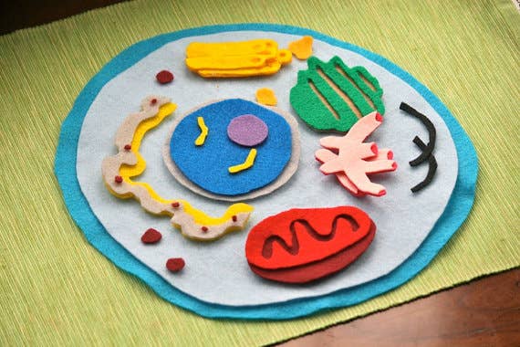 How To Make Plant Cell 3d Model Animal Cell Model