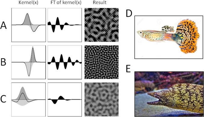Scientific Connection Pattern 5 Mathematical Patterns in Nature: Fibonacci, Fractals and More - Owlcation