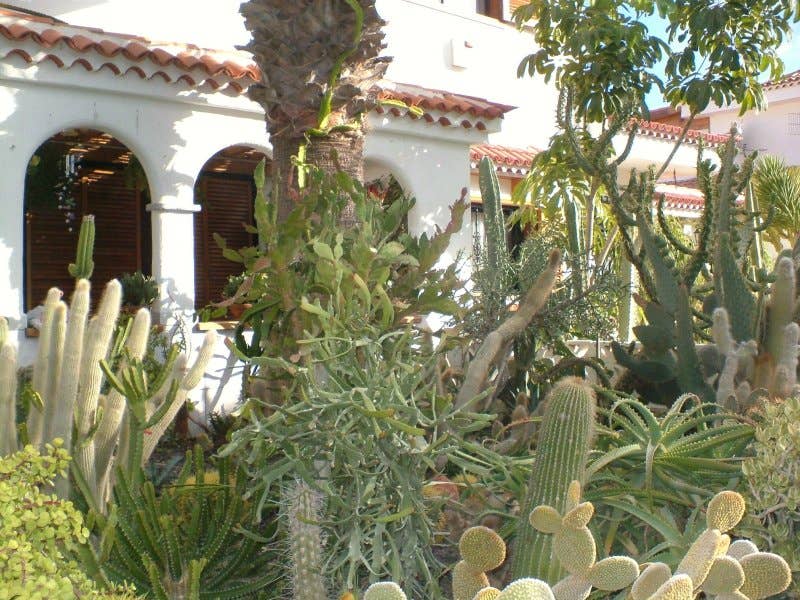 Cactus and Succulents That Grow in Tenerife in the Canary Islands -  Owlcation