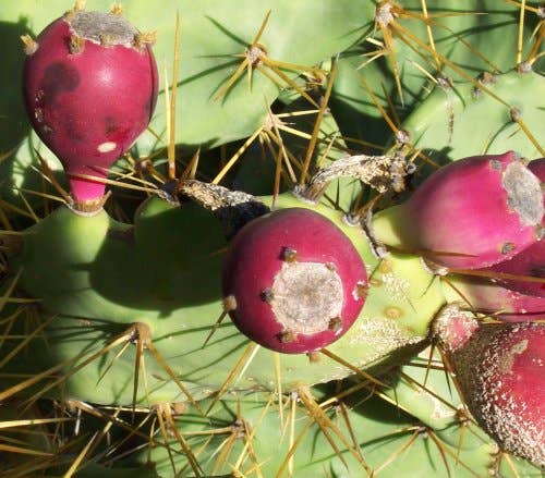 Cactus and Succulents That Grow in Tenerife in the Canary Islands -  Owlcation