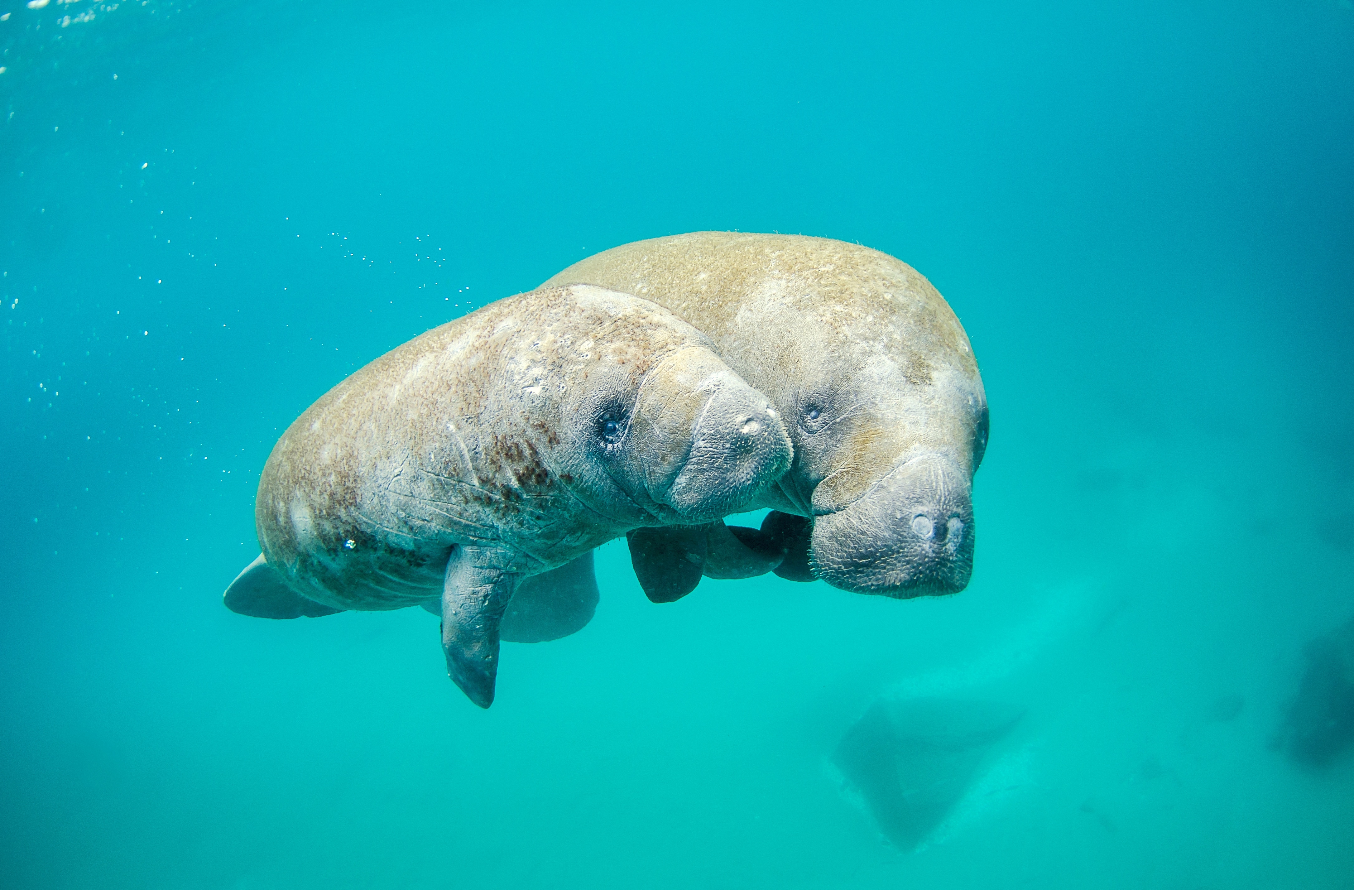 Manatee Diet: Surprising Foods These Gentle Giants Love