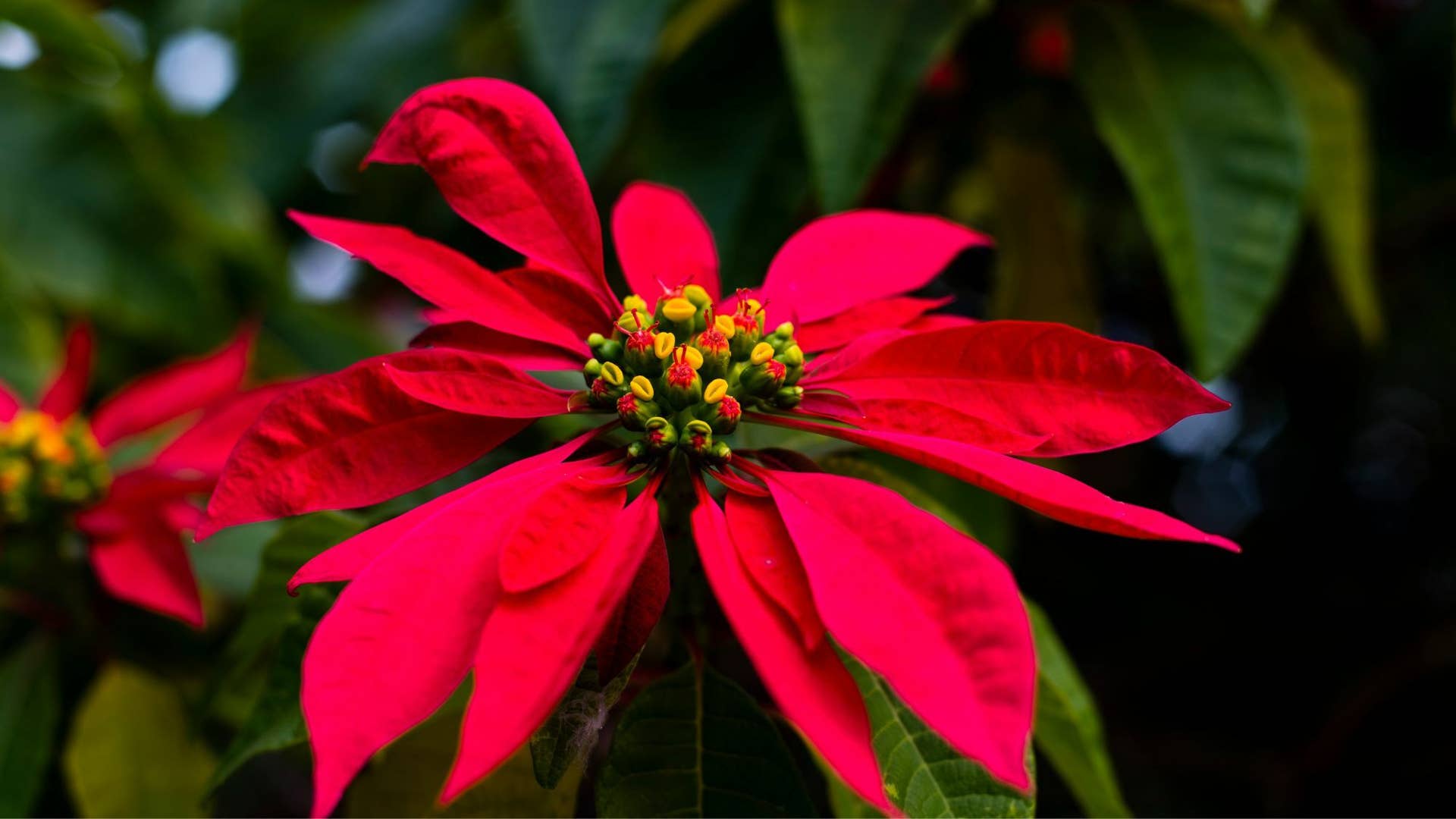 Beautiful, Poisonous Plants in Tenerife, Canary Islands - Owlcation
