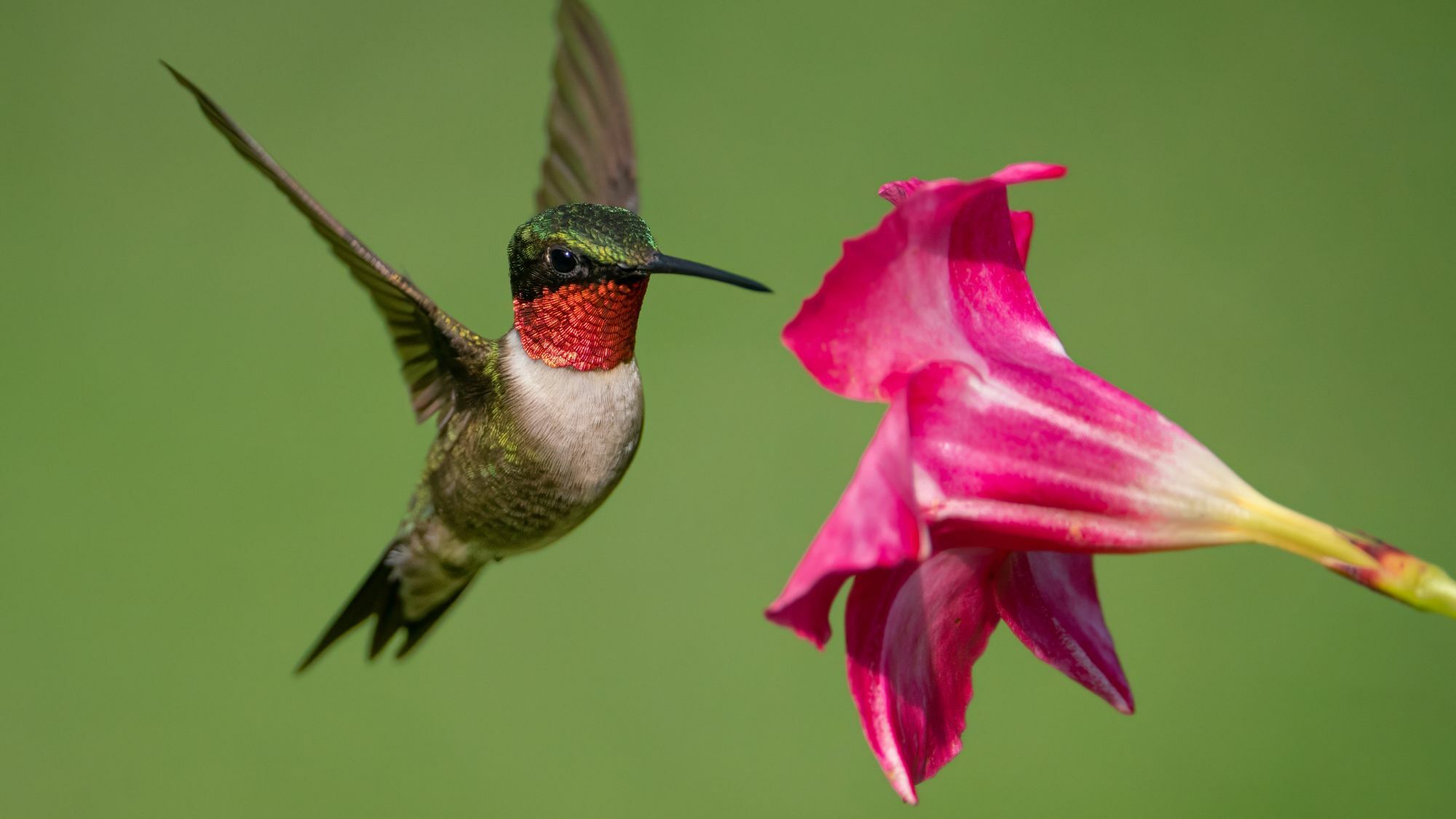 Why Do Hummingbirds Fly Back And Forth: Surprising Reasons Revealed