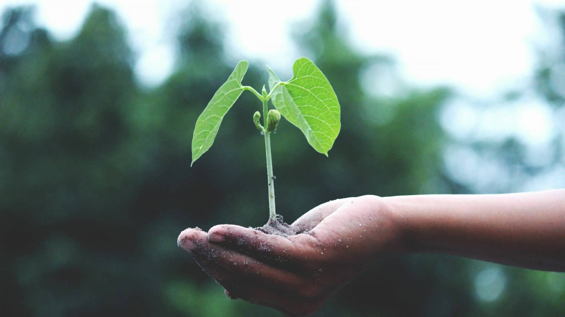 Seed Dispersal: How Do Plants Spread Their Seeds? - Owlcation