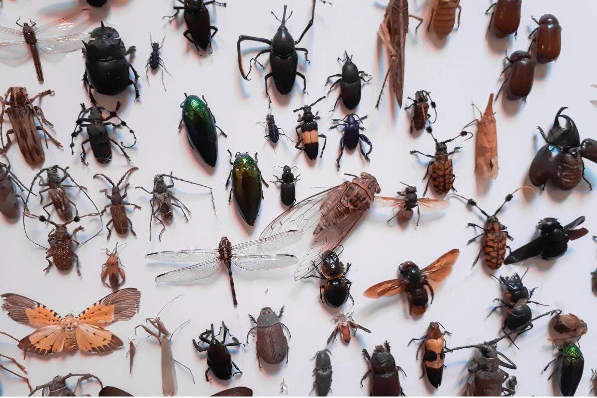 Insects Profile Ultimate Guide to Identifying 32 Common Insects - Owlcation