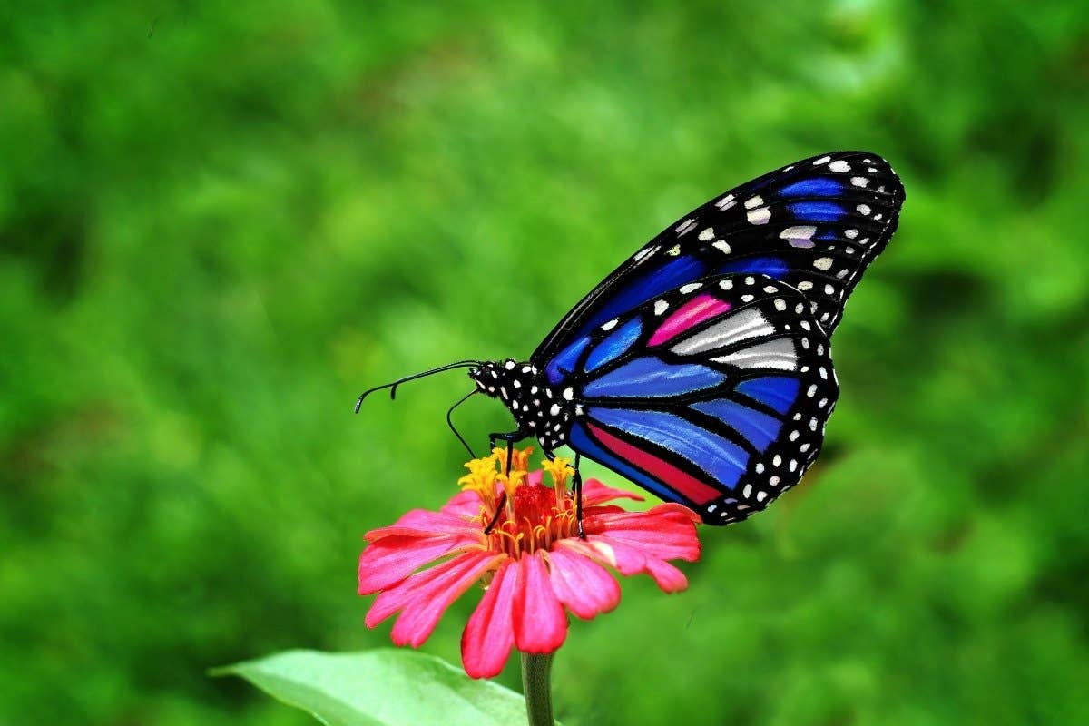 Butterfly Identification Guide (With Photos) - Owlcation