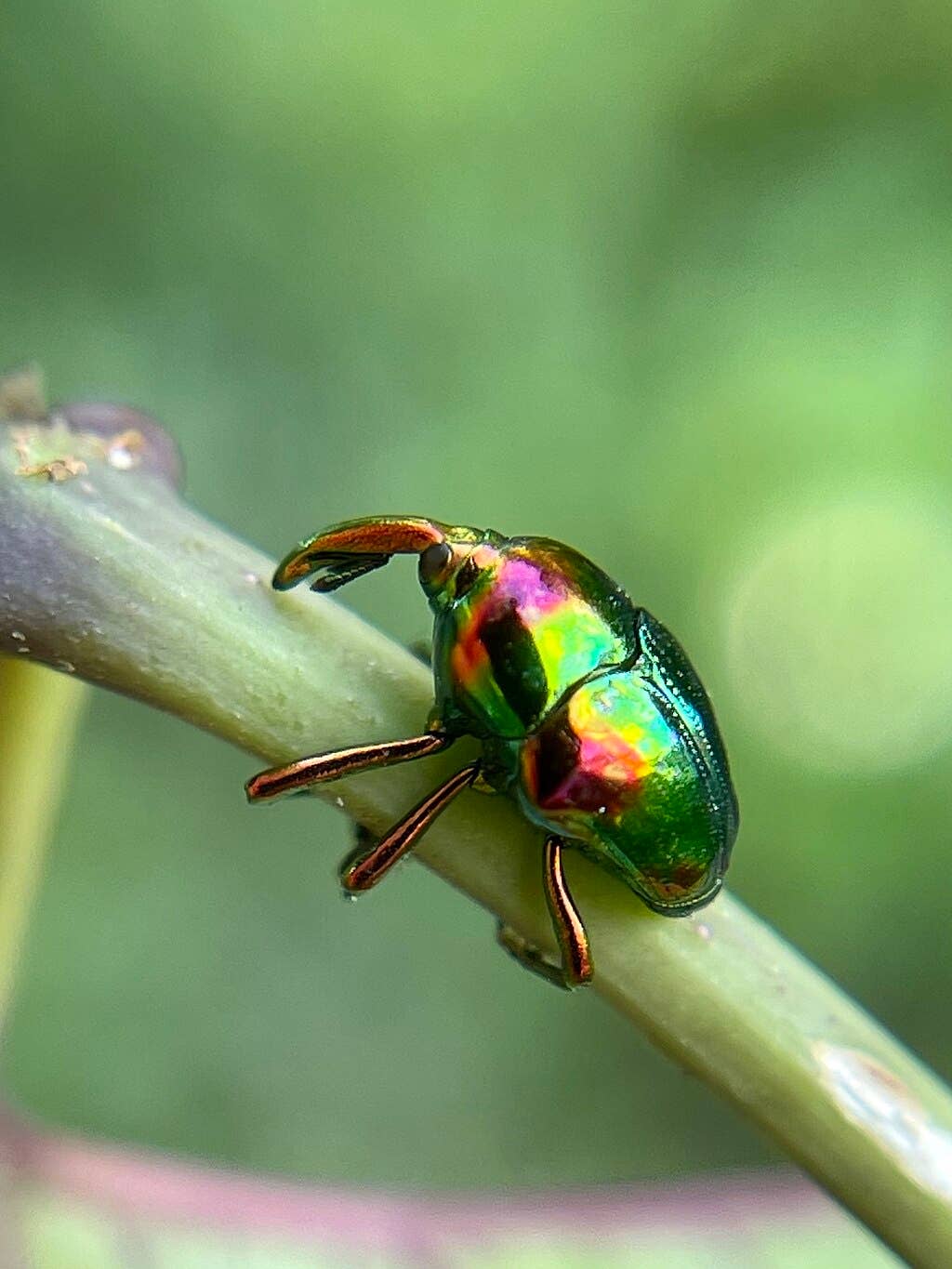 11 Most Beautiful and Amazing Insects - Owlcation
