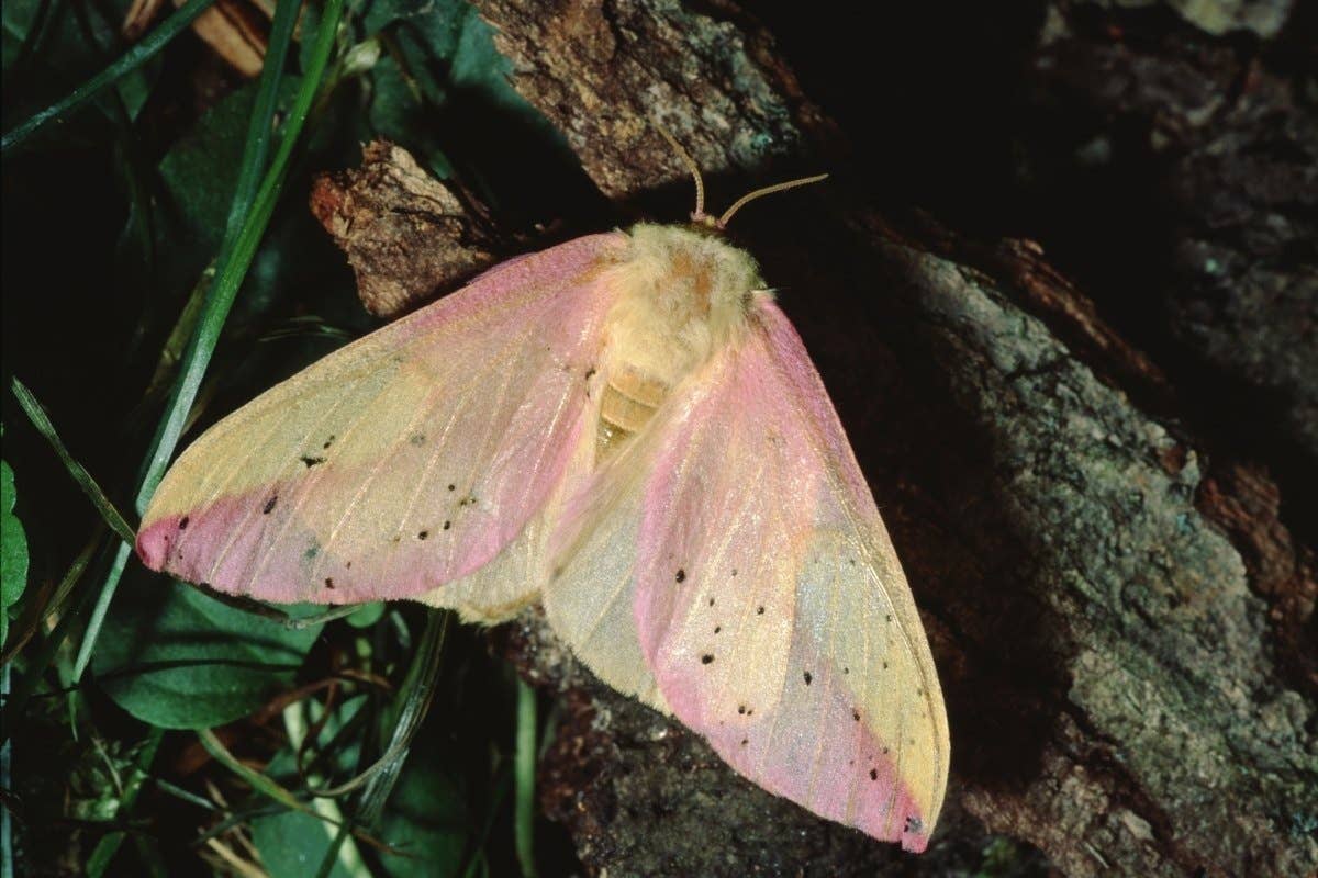 11 Most Beautiful and Amazing Insects - Owlcation