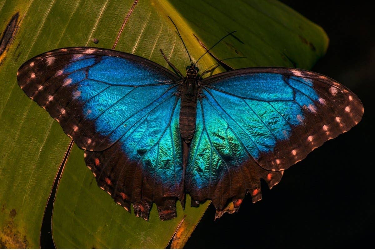 11 Most Beautiful and Amazing Insects - Owlcation