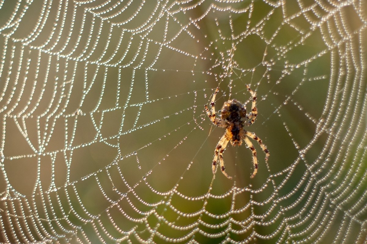 The 6 Biggest Spiders in Florida: Giants Among Us - Owlcation, image size:1200x800