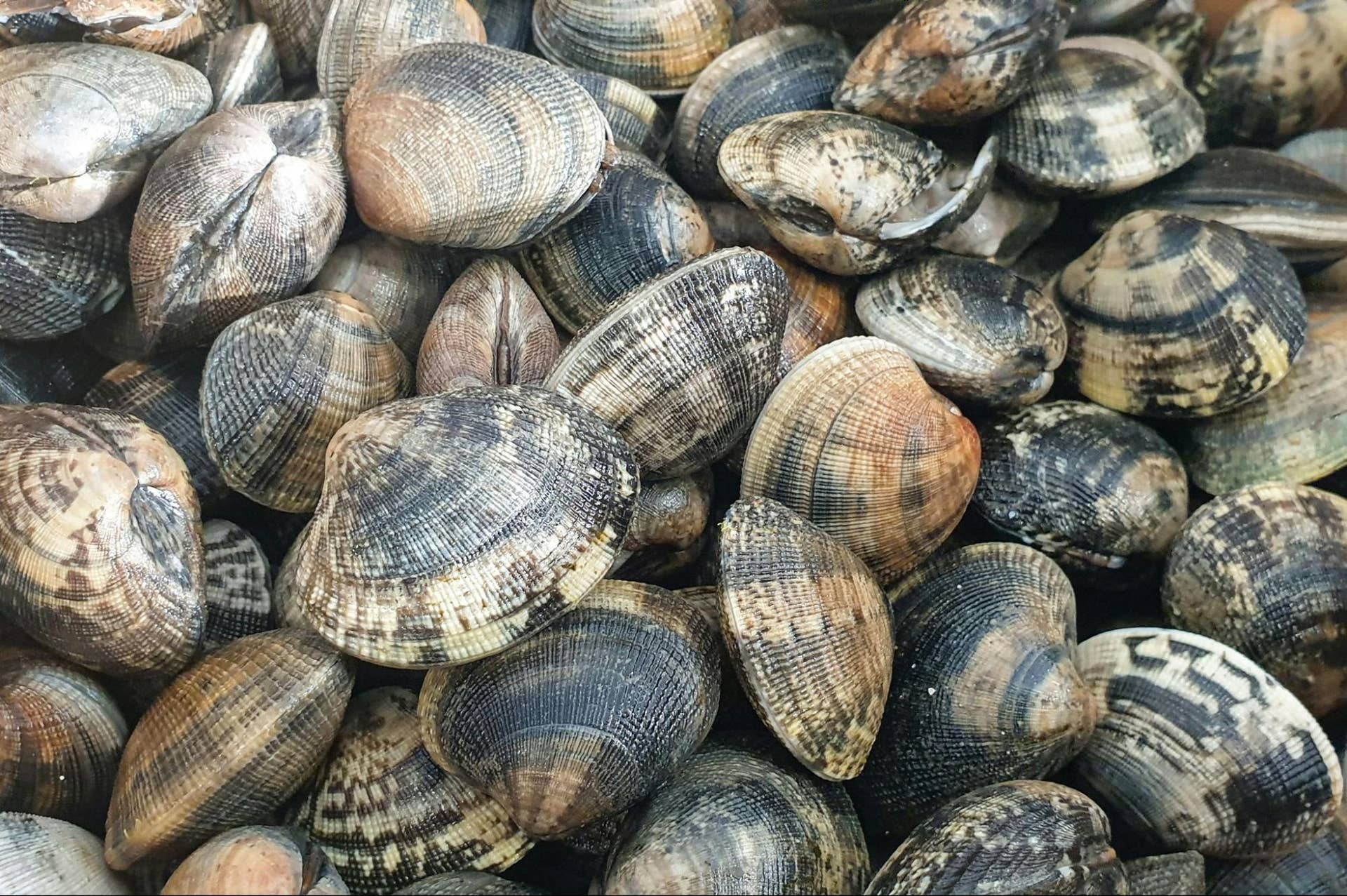 From Arks to Tellins: A Field Guide to Clam Identification - Owlcation