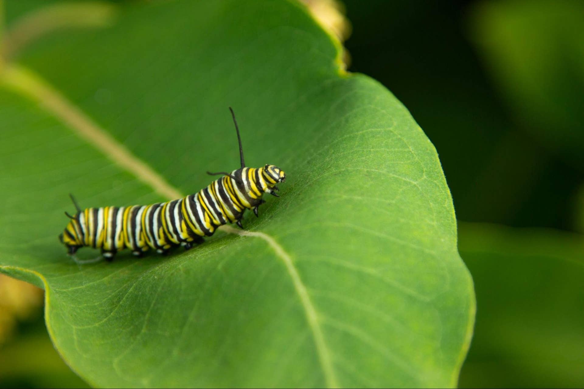 Tiny Dragons or Gentle Giants? A Complete Field Guide to North American ...