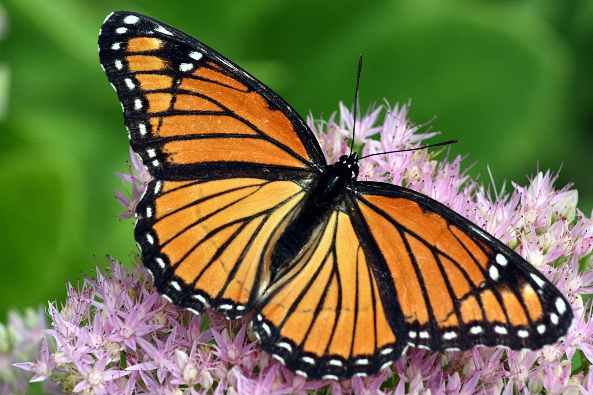BUTTERFLY - アンコラ Orange Butterfly Identification: 29 Common Species (With Photos