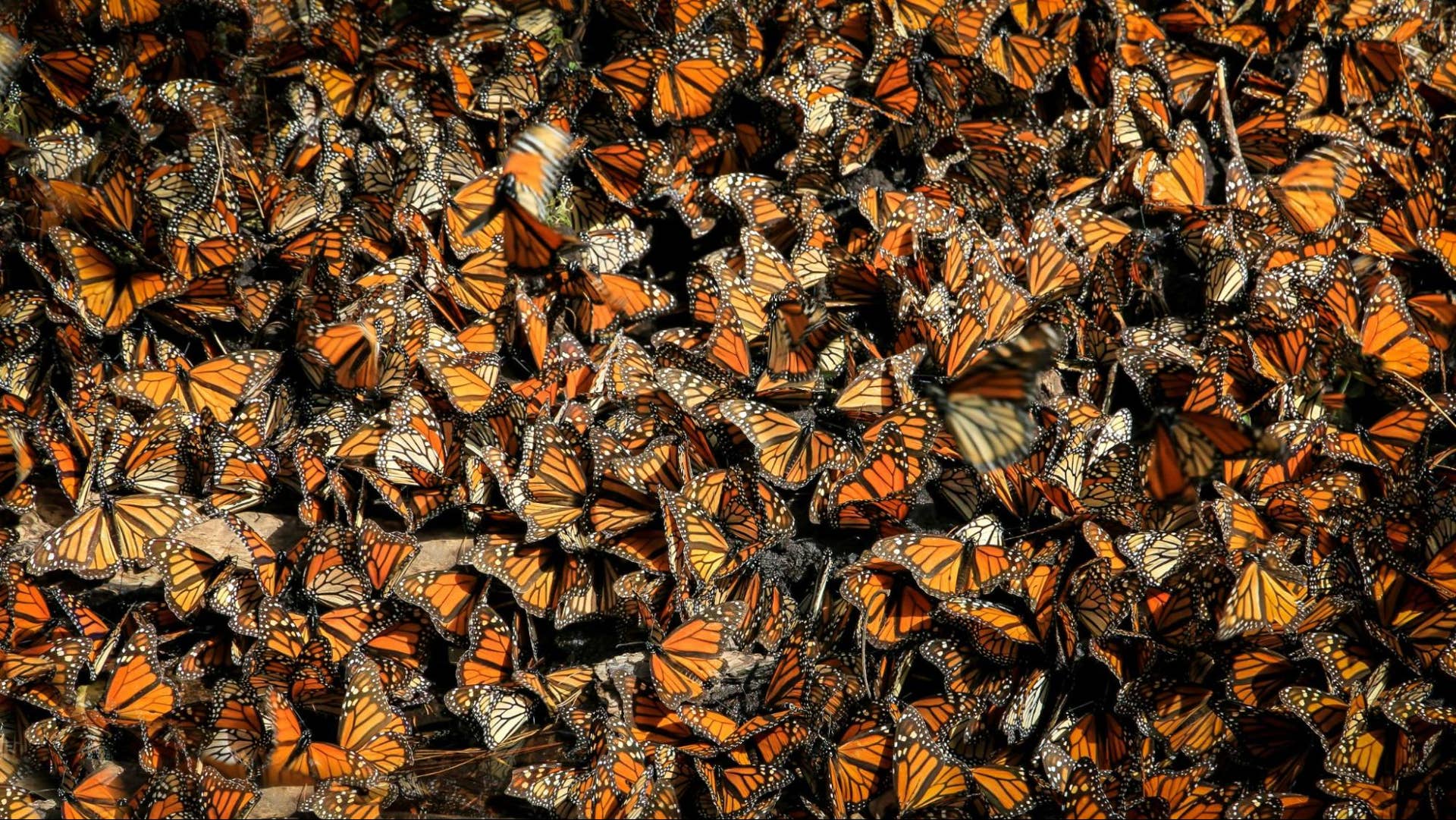 The World's Rarest and Most Endangered Butterflies: 12 Species Fighting