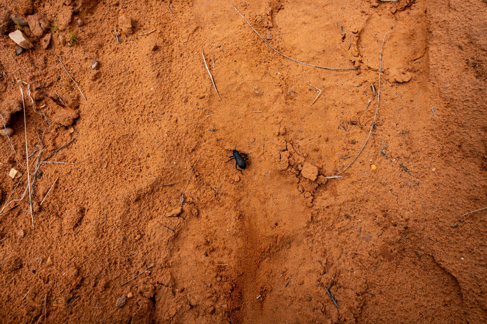 Why Are So Many Bugs Black? A Complete Guide to Identifying Black Bugs ...