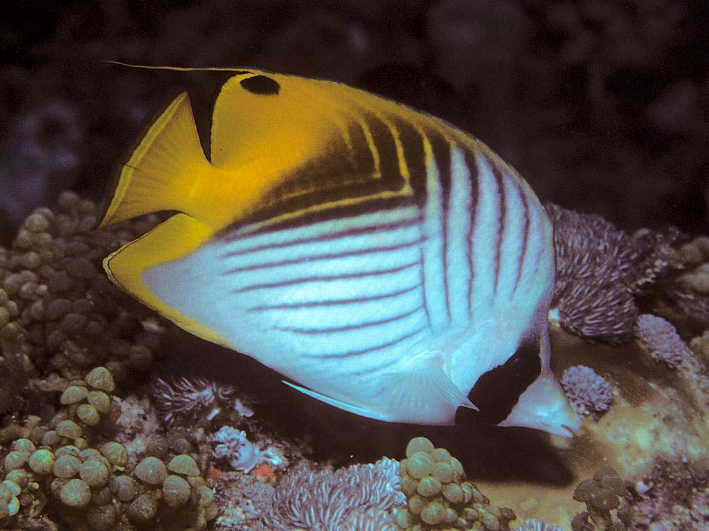 Most Beautiful Fish in the World: Nature’s Living Jewels - Owlcation