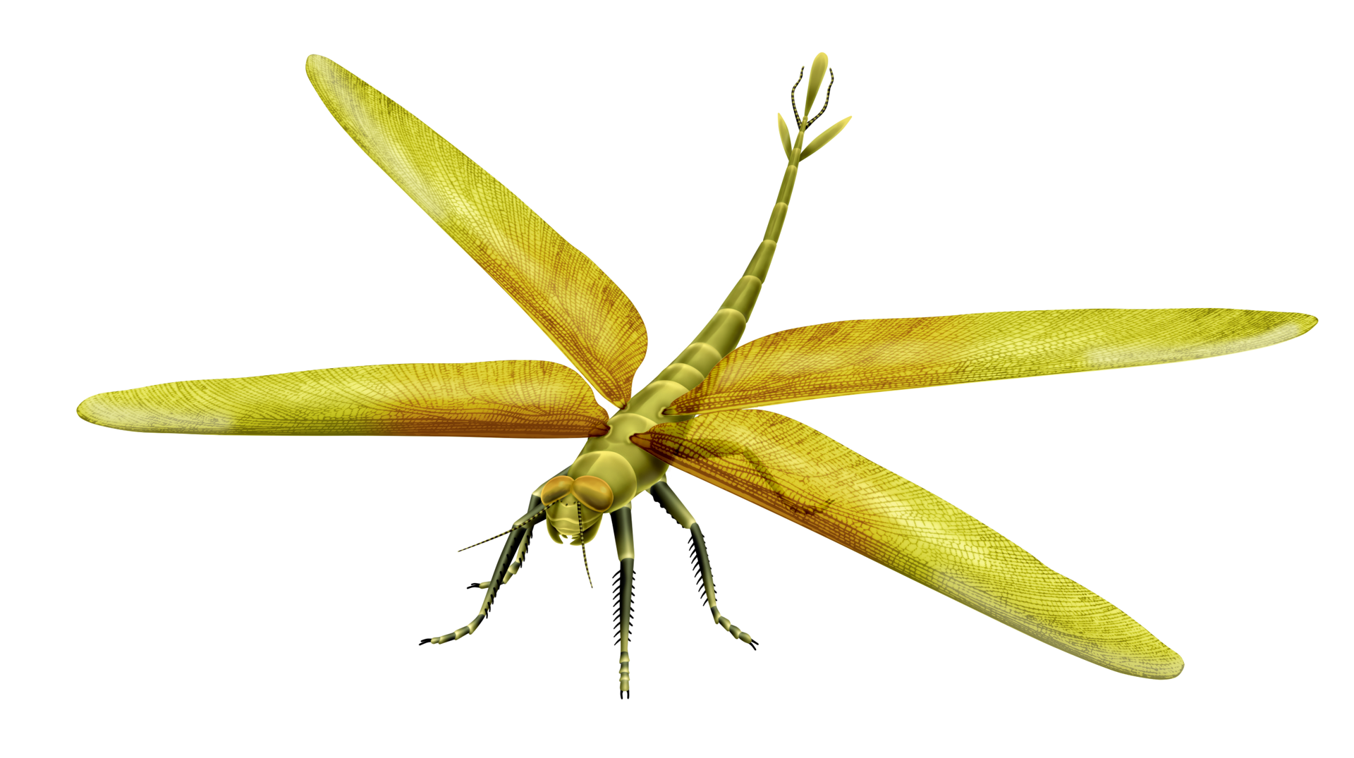 Mega Insects The Carboniferous Period: When Giant Insects Ruled the Land and Sky ...