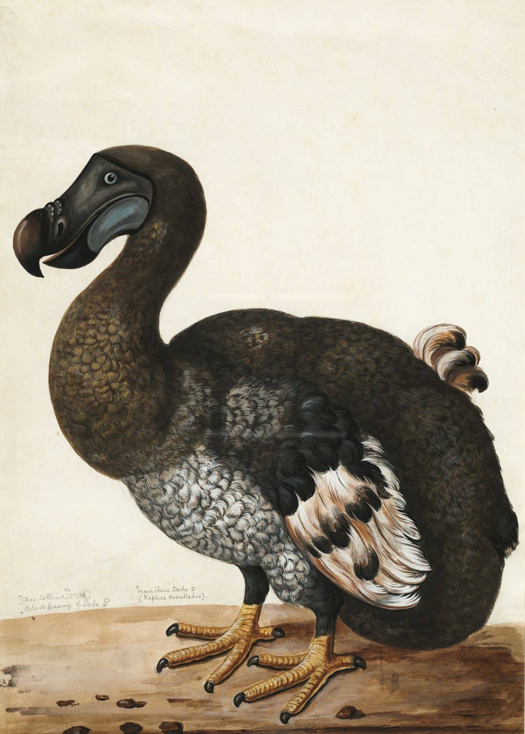 10 Gorgeous Creatures Lost to Extinction - Owlcation