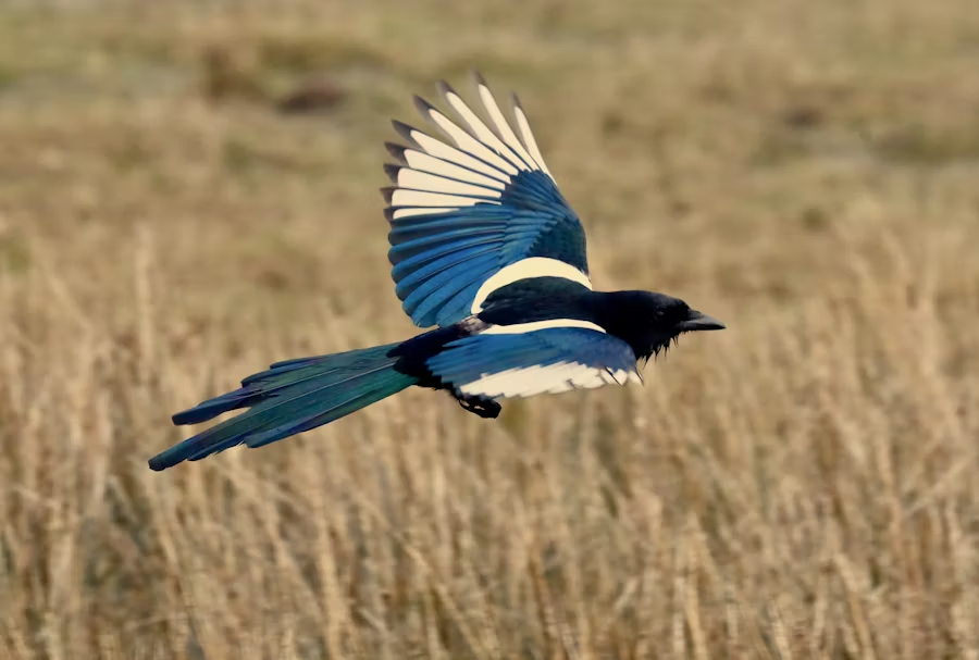 Legends and Superstitions About Magpies - Owlcation