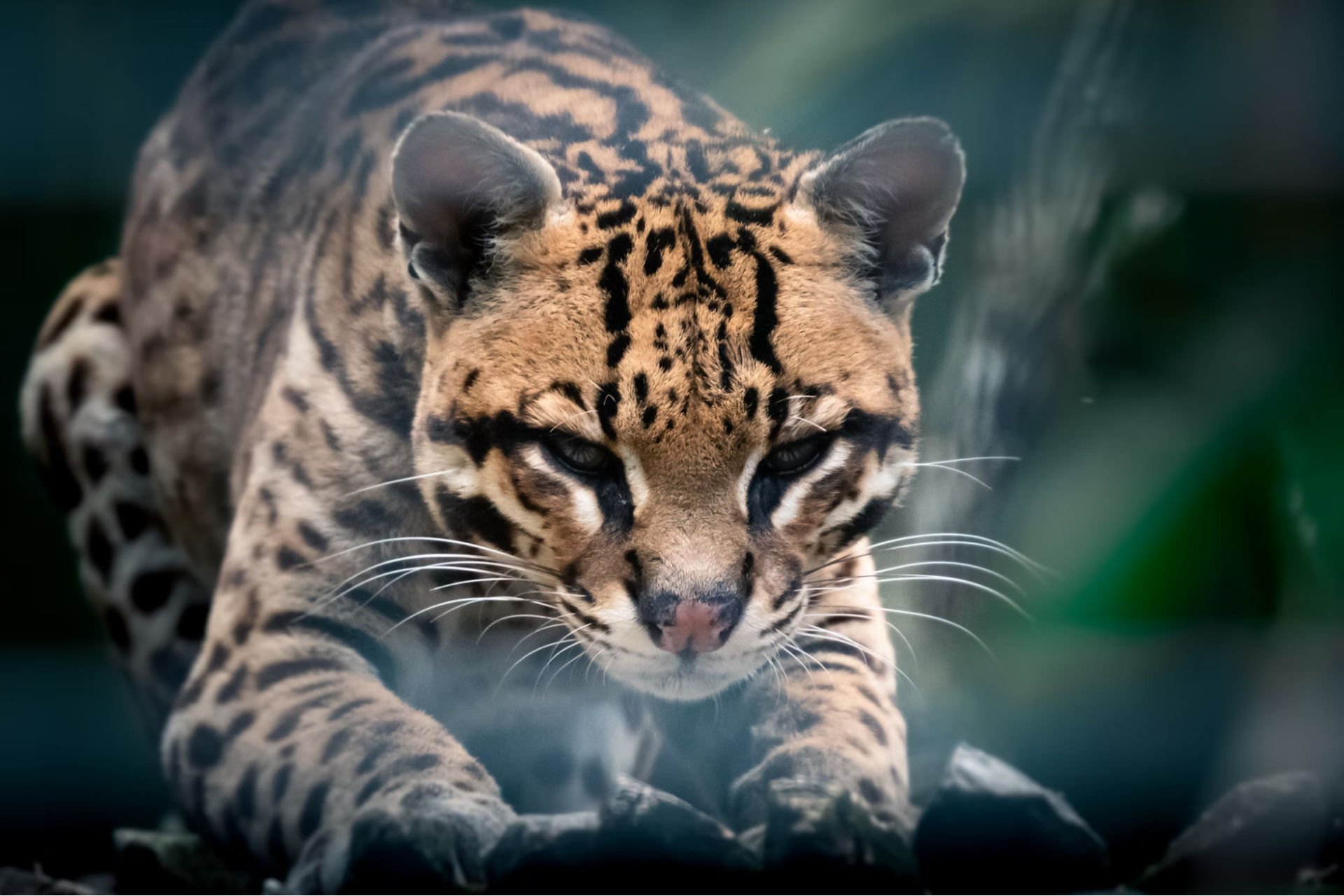 6 Wildcat Species Native to North America - Owlcation