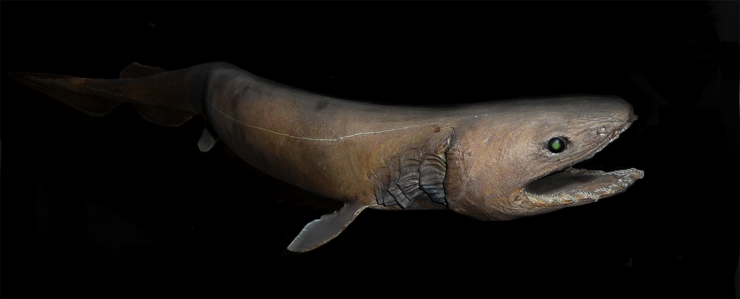 10 Creepy Creatures Lurking in the Deep Ocean - Owlcation