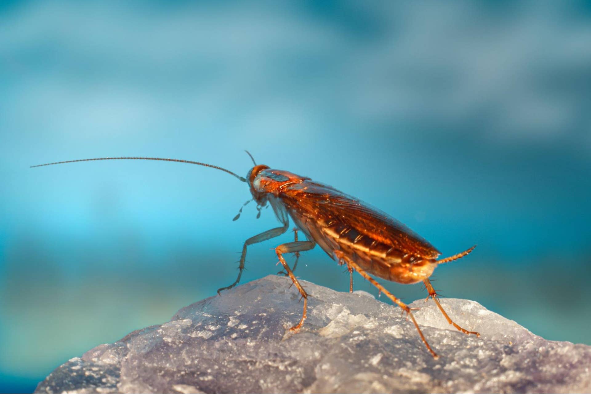 Brown Bugs and Insects: Your Complete Identification Guide - Owlcation
