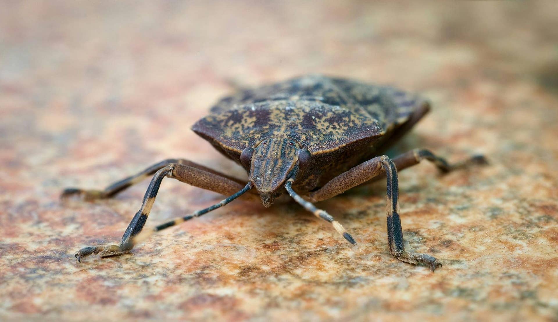 Brown Bugs and Insects: Your Complete Identification Guide - Owlcation