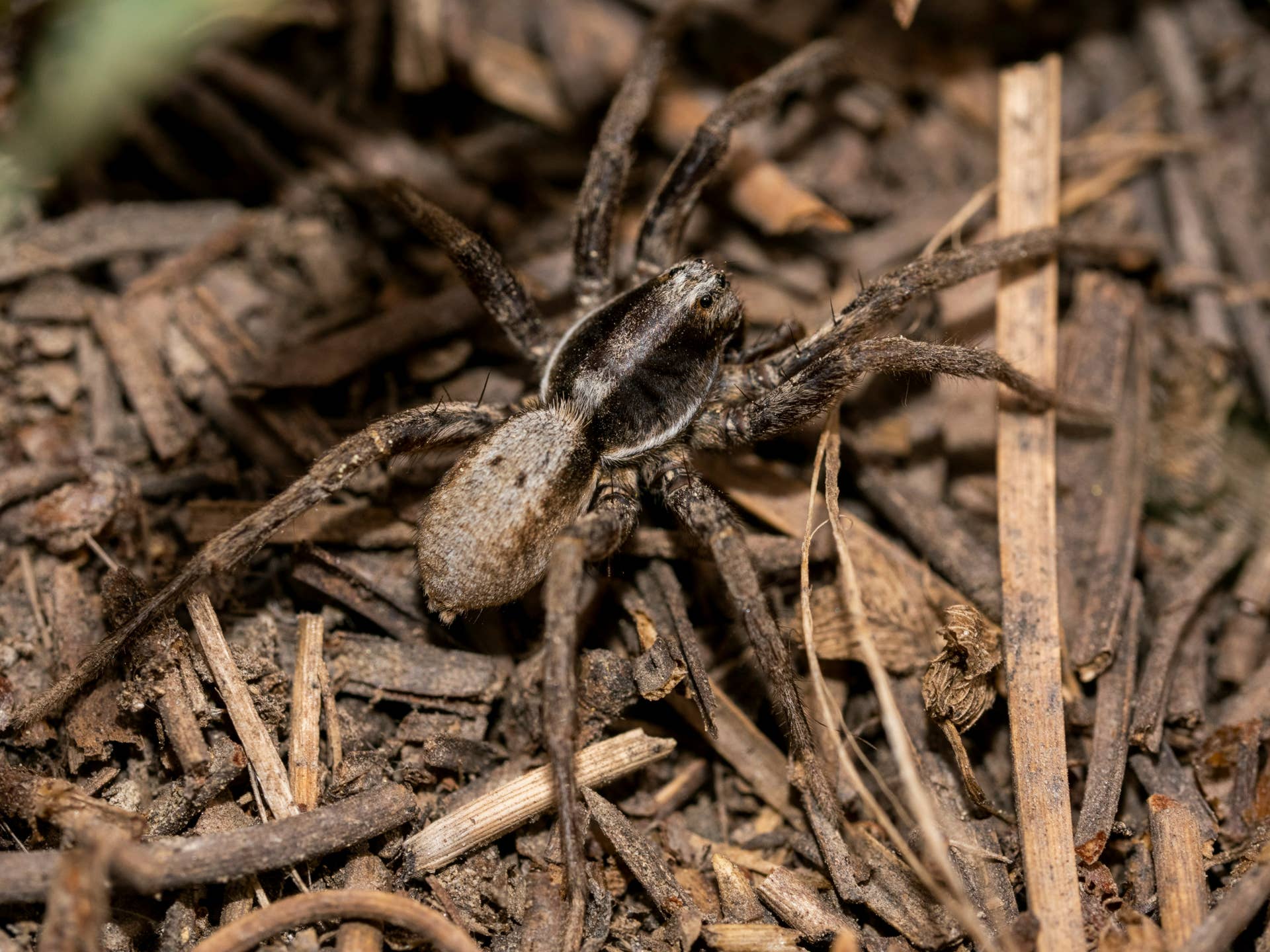 Brown Bugs and Insects: Your Complete Identification Guide - Owlcation