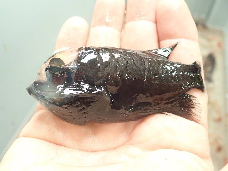 Top 10 Weirdest Deep-Sea Creatures: Real Animals Stranger Than Science ...