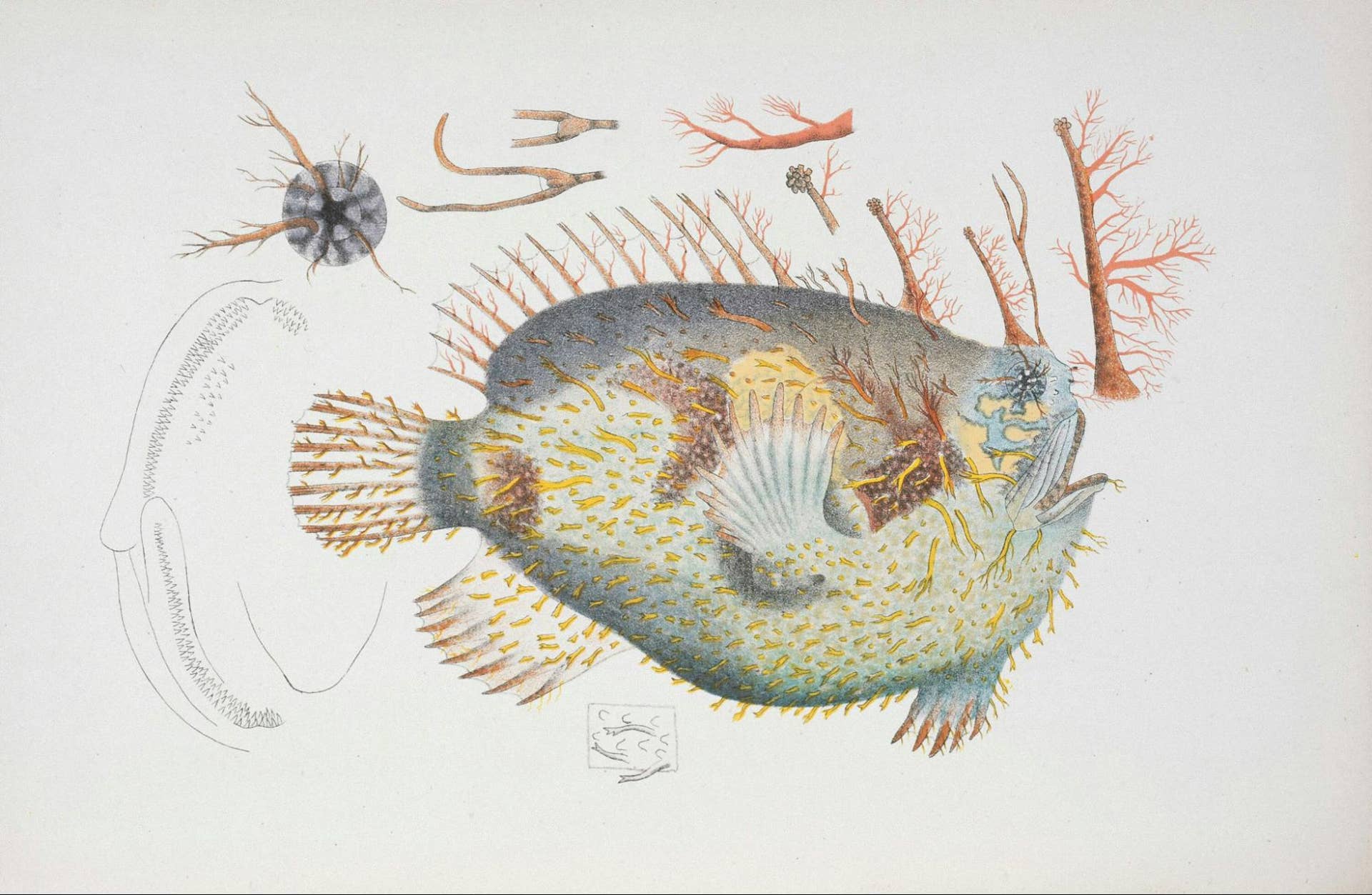Top 10 Weirdest Deep-Sea Creatures: Real Animals Stranger Than Science ...