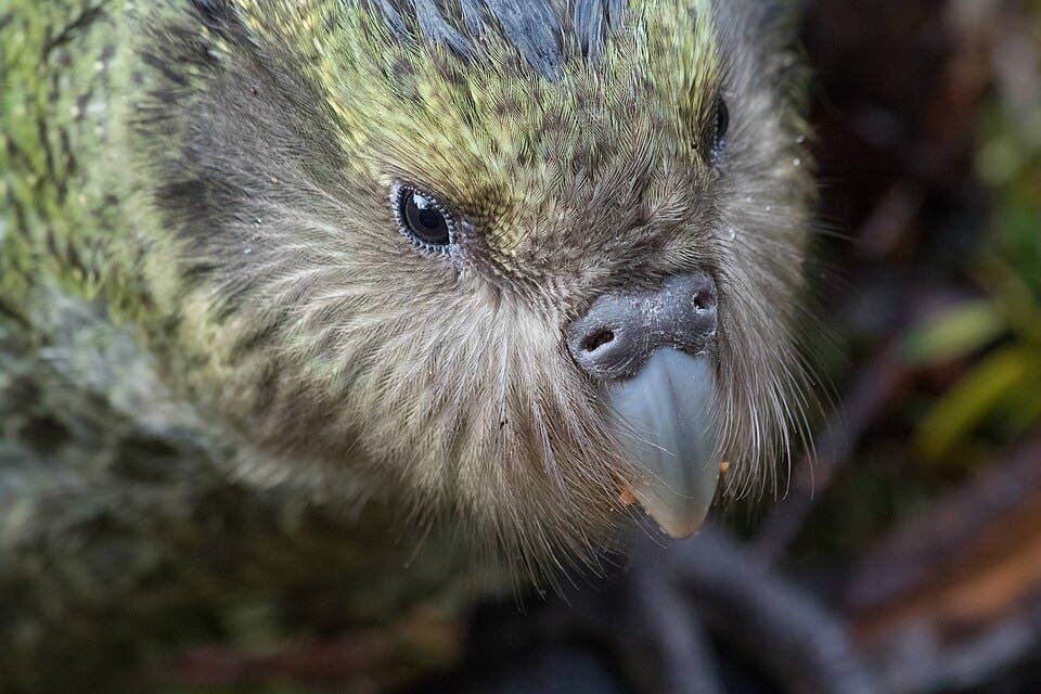 Strange, Brilliant, and Utterly Underrated: 20 Birds You've Never Heard ...