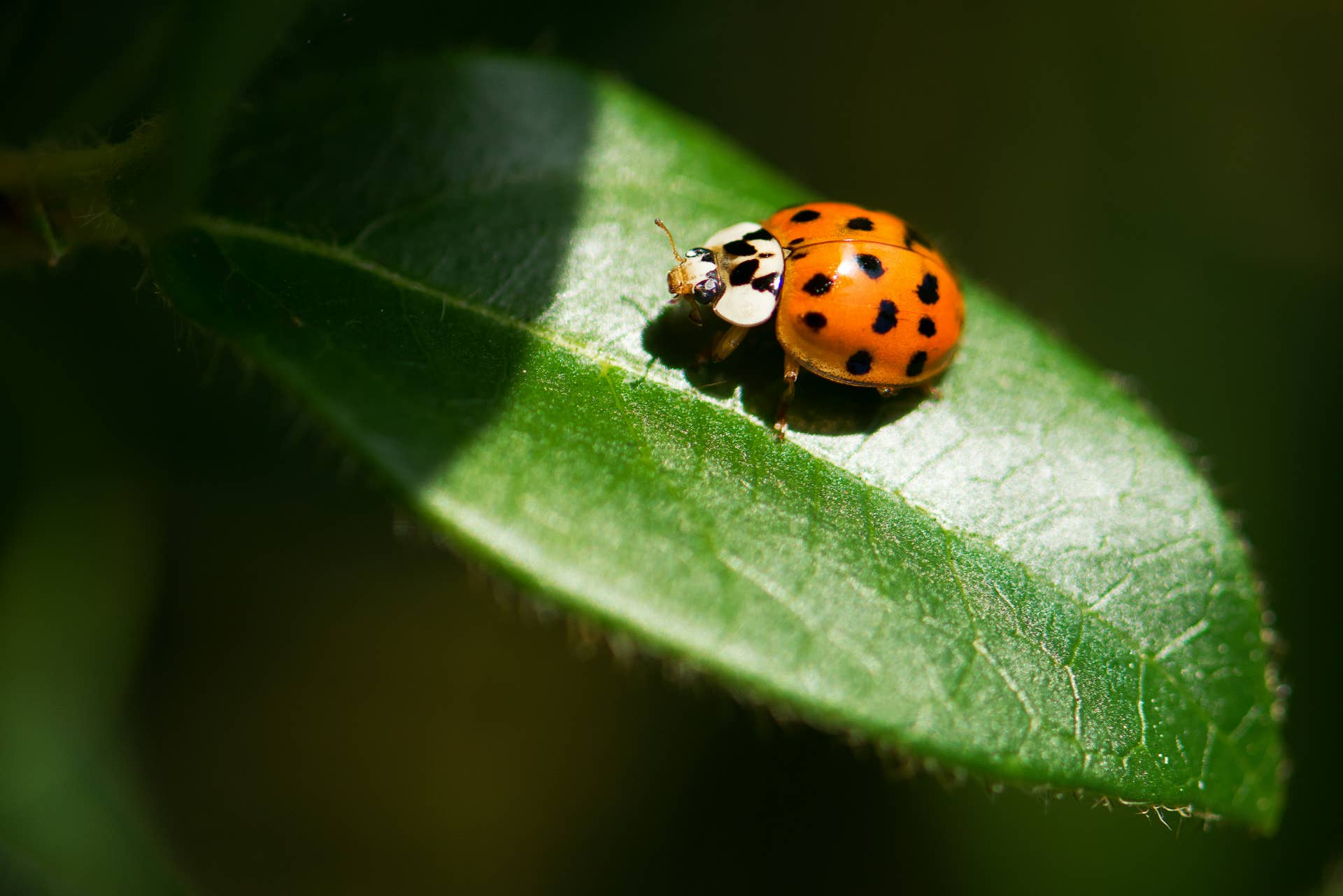 How to Identify 21 Common Beetle Species - Owlcation