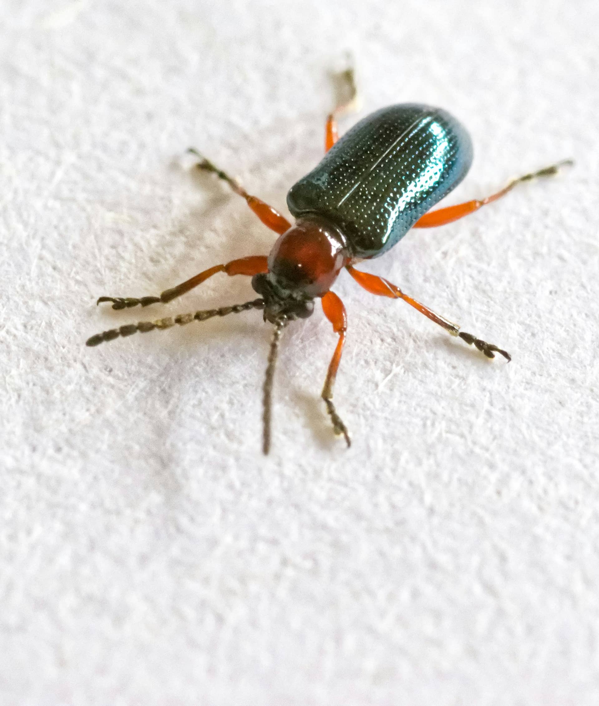How to Identify 21 Common Beetle Species - Owlcation