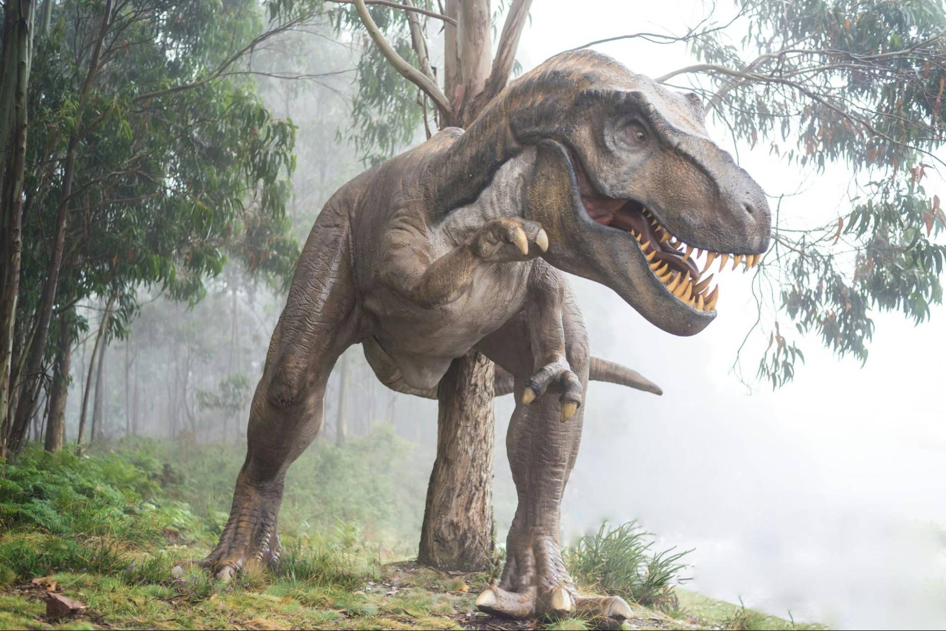 Walking on Two Legs: The Only Truly Bipedal Animals on Earth - Owlcation