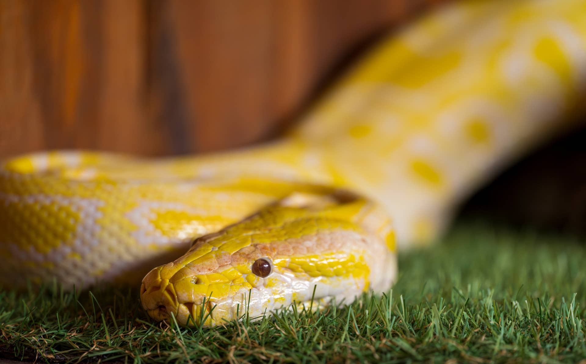 California Python California Kid Boldly Pulls Ball Python Out of Library - Owlcation